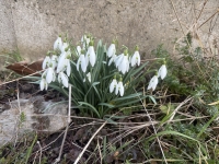 Jak slun&iacute;čko hledalo jaro v Beru&scaron;k&aacute;ch